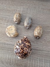 Muschel Sammlung Cypraea