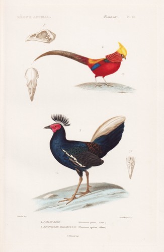 Phasianus ignitus fasan - phasianus,