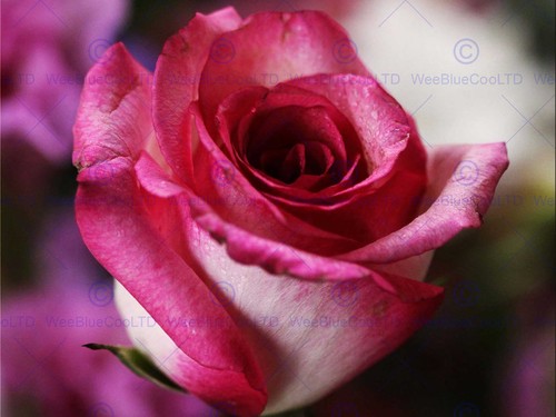 Natur rosa rose blütenblatt - natur,