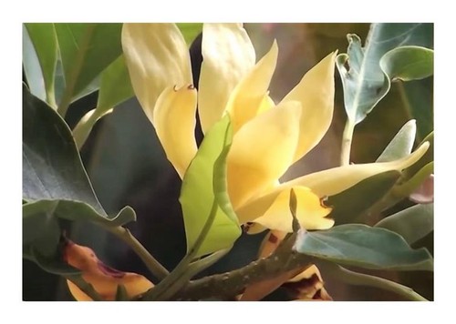 10x magnolia champaca - 10x,