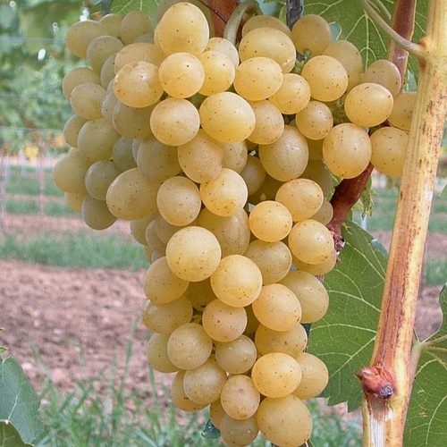 Glenora gelbe weintraube - glenora,