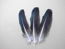 3 schwarze  Pfauenfedern  22 cm , Basteln, Floristik