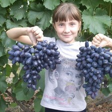 kernlose 2 jährige pilzfeste Weinrebe Weintraube  Tafeltraube "Jupiter"