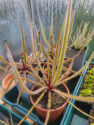 Samen königssonnentau drosera - königssonnentau,