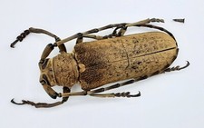 Cerambycidae, Apriona aphetor