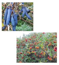 Samen Sparset Erdbeerbaum und