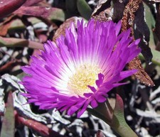 SAMEN Duftwunder Blumen-Beet Sommer Karkalla Terrasse Klassiker seltene Top Saat