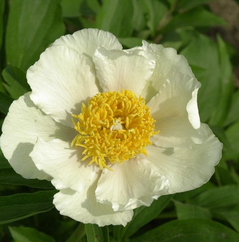 Edel pfingstrose claire - claire, de