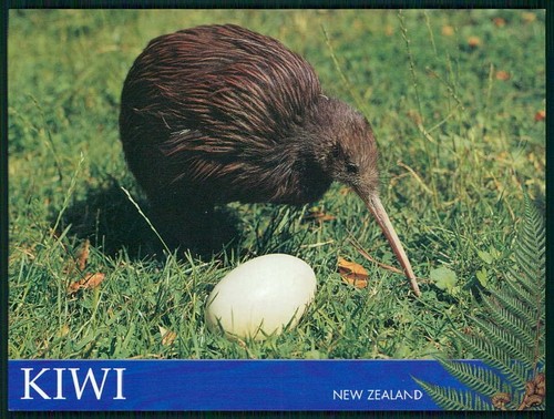 Neuseeland new zealand - neuseeland,