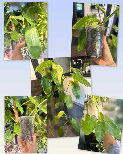 Philodendron jose buono - philodendron,