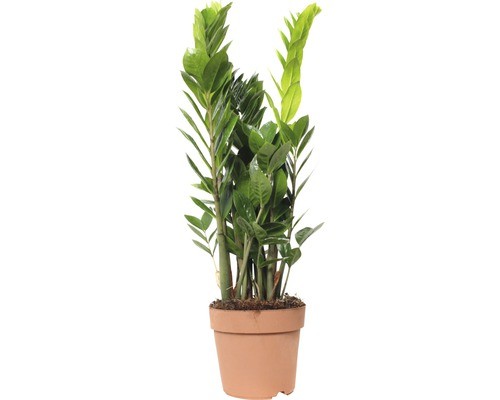 Glücksfeder floraself - glücksfeder,