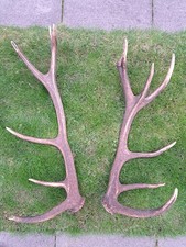 2 Geweihe 3,7 kg Abwurfstangen kapitaler ungerader 14-Ender ? Hirsch Hirschhorn