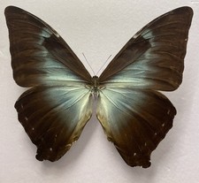 Entomologie*Morpho Cisseis phanodemus*Blue Form*Peru