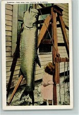 13021884 - Rekord Fang - Riesenfisch - Tarpon - The Size you Catch in Florida