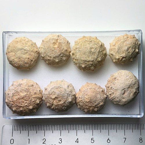 Fossile seeigel 1 7 - ca., 1,7