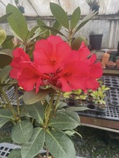 Vireya Rhododendron Ruby