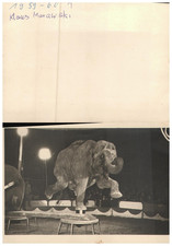 Vintage Foto Elefant Zirkus