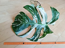 Monstera Deliciosa  variegata