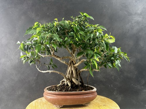 Jungle bonsai ficus - -,