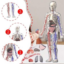 Menschlicher Körper Skelett