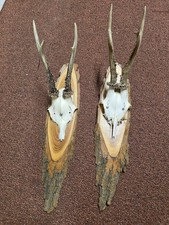 Jagdtrophäen-Sammlung /