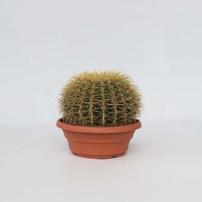 Goldkugelkaktus Echinocactus