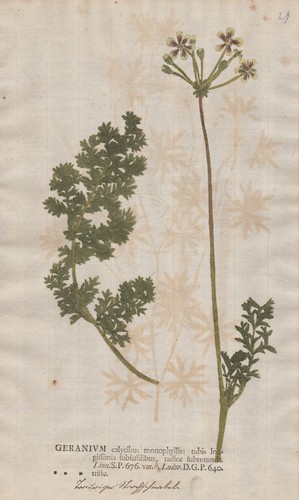 Geranium pelargonium triste - geranium,