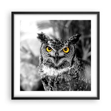 Wandbilder 50x50cm Poster Eule