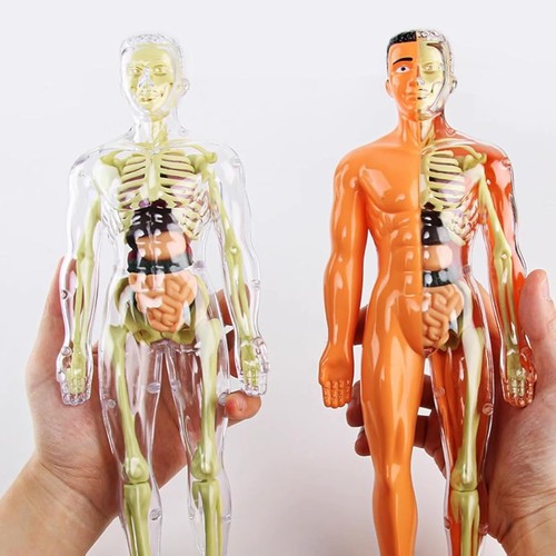 Klares modell des - klares, 3d-modell
