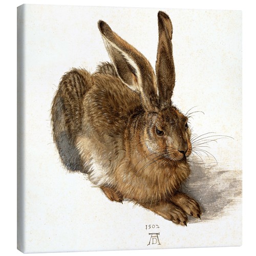 Leinwandbild hase albrecht - leinwandbild,