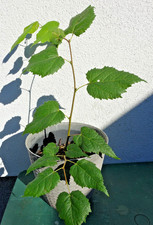 Linde Jungbaum im Topf