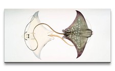 120x60cm Remaster Alte