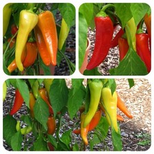 Sweet Banana süße Paprika sehr ertragreich frühreifende Spitzpaprika