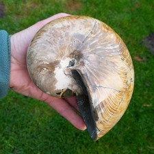 18cm sehr großer nautilus - sehr,