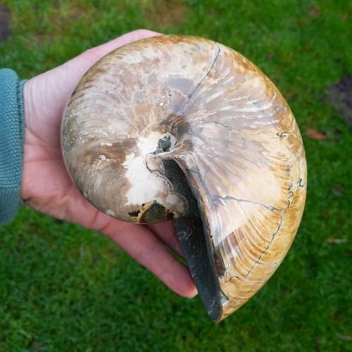 18cm sehr großer nautilus - 18cm,