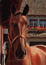 Tiere: "Green Flash" Irländer Pferd ngl 150.766