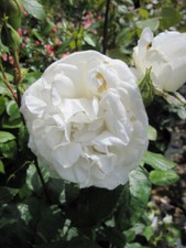 Edelrose Anapurna ® - Rosa Annapurna ® - Teehybride - reinweiß - Duft++++ - Dori