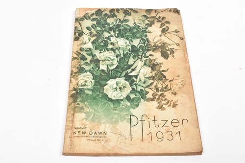 Pfitzer 1931 new dawn - pfitzer,