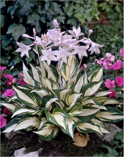 Hosta fortunei fire and - 1,