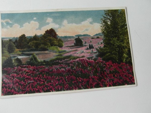 Künstler heidelandschaft - künstler,