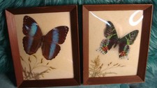 2 Schmetterling-Präparate
