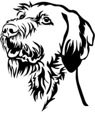 MAGYAR VIZSLA Aufkleber - Autoaufkleber - sticker - Drahthaar Vizsla Kopf #48