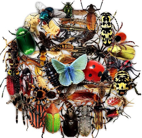 Stickerbomb set spinne - stickerbomb,