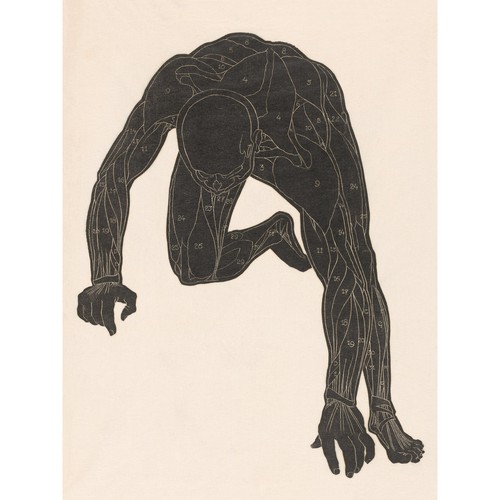 Stolk anatomische studie hals - anatomische,