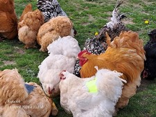 20 (keine) Bruteier Gr