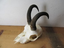 Gams Gamsbock Jährling Gämse