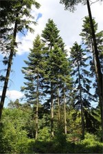 Riesen Küsten Tanne -Abies grandis- 1000 Samen