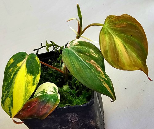 Philodendron micans variegata - philodendron,
