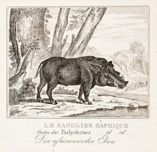 Warzenschwein Eber Original