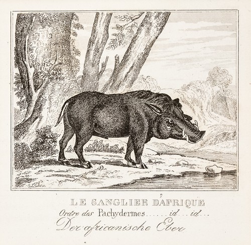 Warzenschwein eber original - eber,